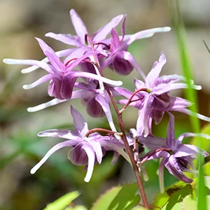 Horny Goat Weed